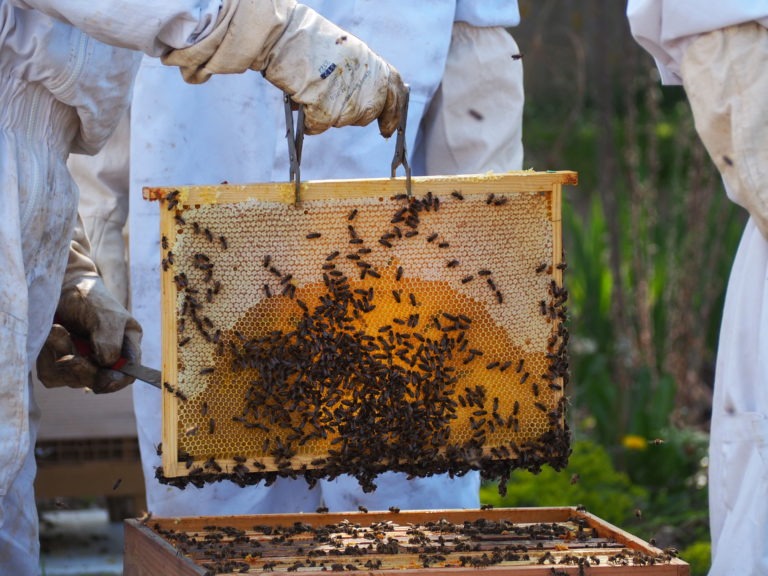 Apiculture protection des abeilles