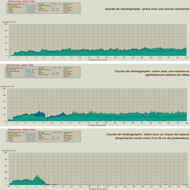 3 arbres diagnostiqués au résistographe avec une résistance normale, moyenne, faible.