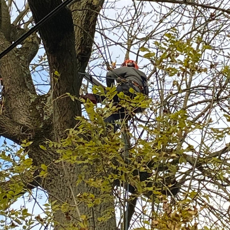 Technicien Auditeur arboricole réalisant un diagnostic sanitaire et mécanique des arbres.