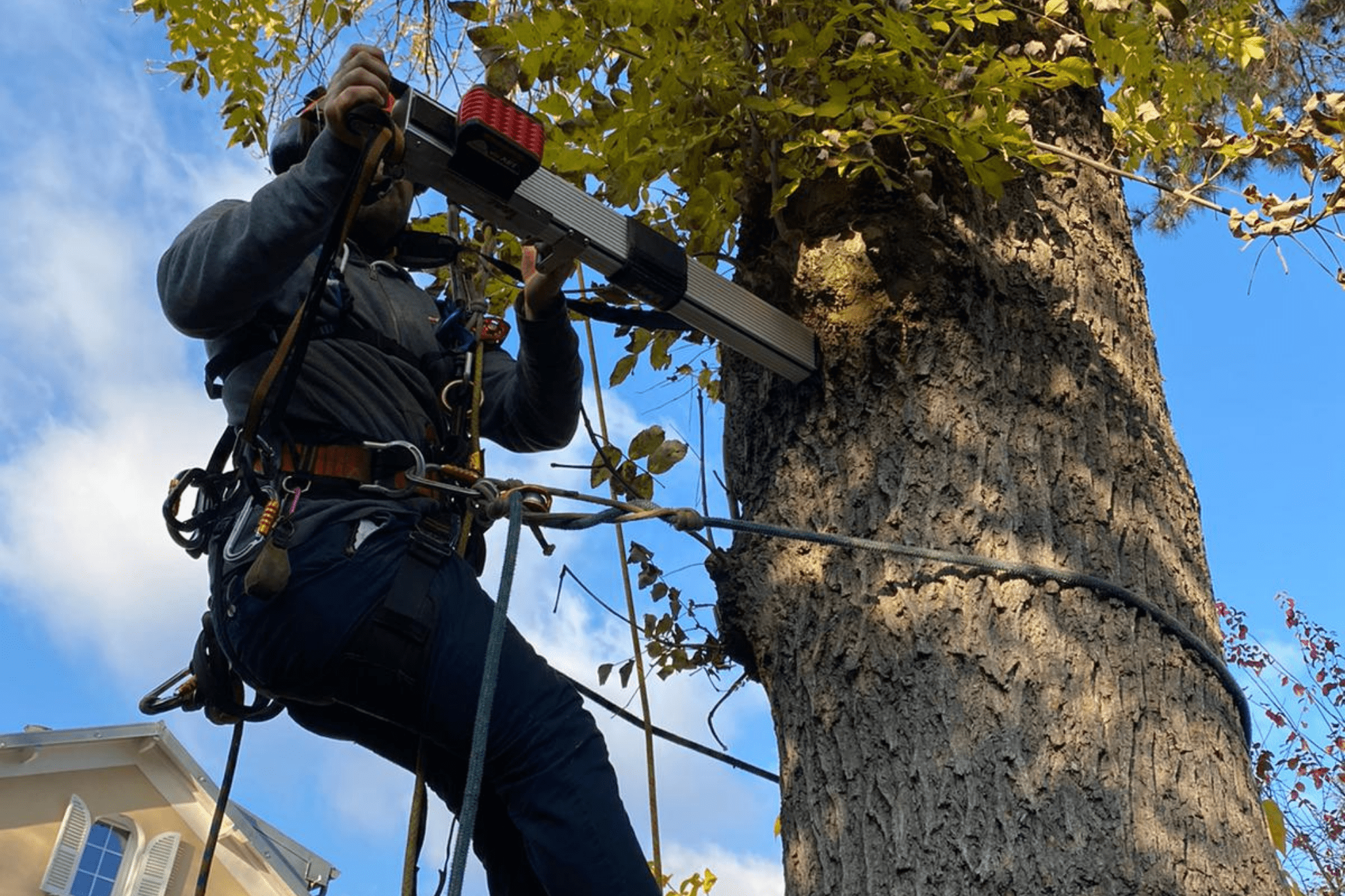 Technicien Auditeur arborboricole, effectuant un sondage par résistographe à différents niveaux