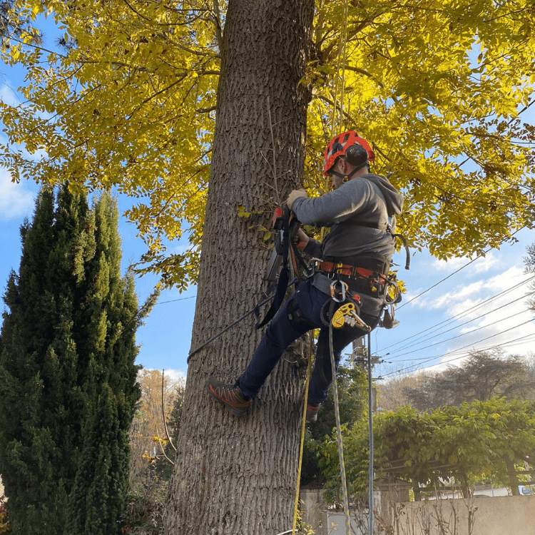 Technicien Auditeur arboricole réalisant un diagnostic sanitaire et mécanique des arbres.