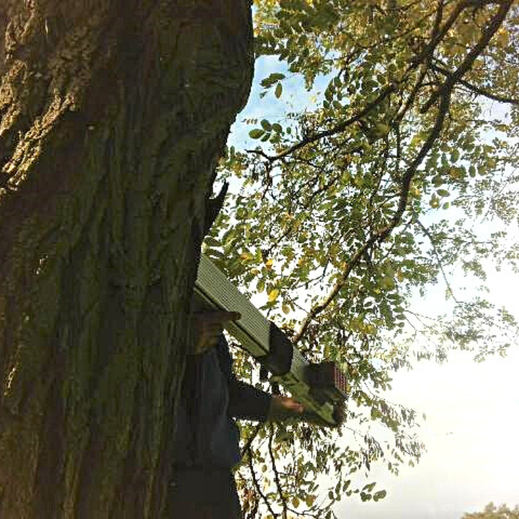 Technicien Auditeur arboricole réalisant un diagnostic sanitaire et mécanique des arbres.